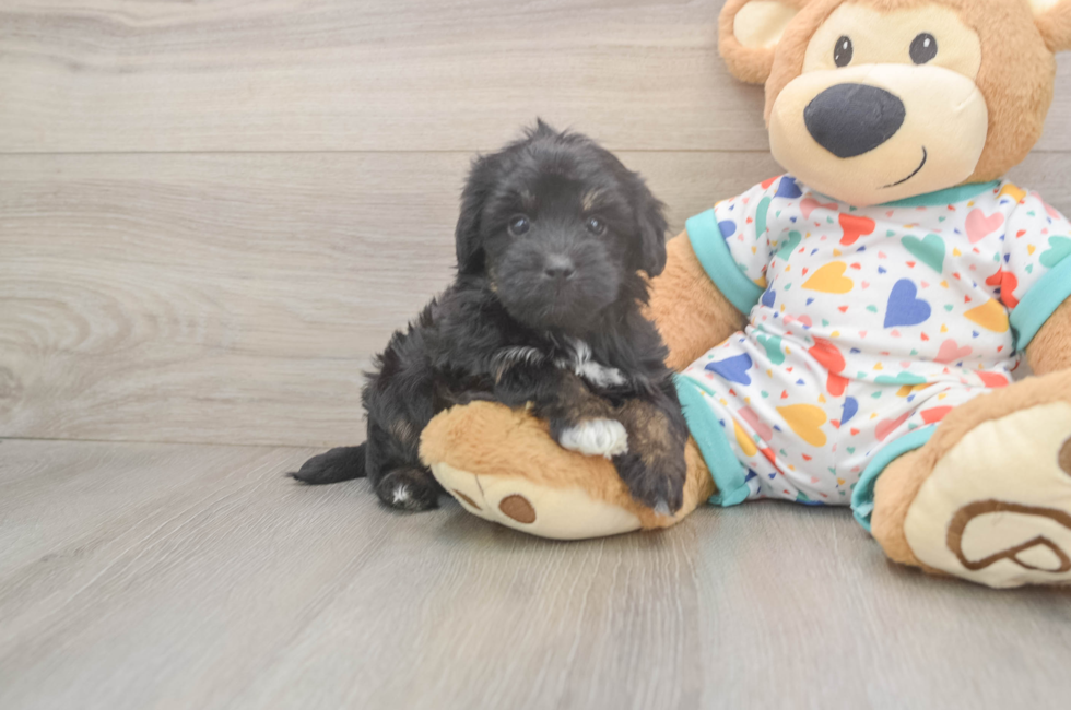 5 week old Havapoo Puppy For Sale - Premier Pups