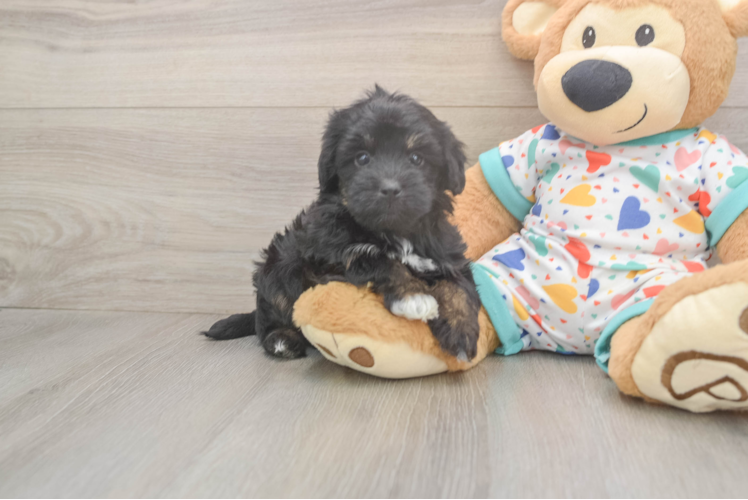 Meet Gordon - our Havapoo Puppy Photo  1/3 - Premier Pups Popular Havapoo Poodle Mix Pup