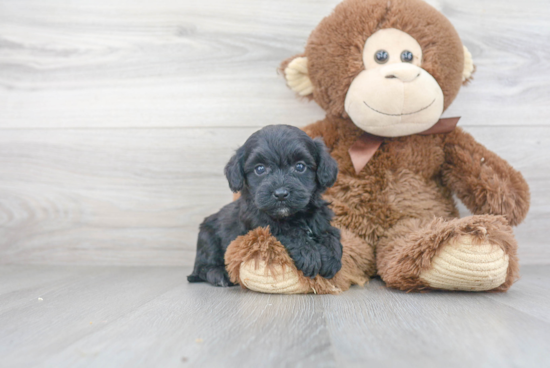 Little Havadoodle Poodle Mix Puppy