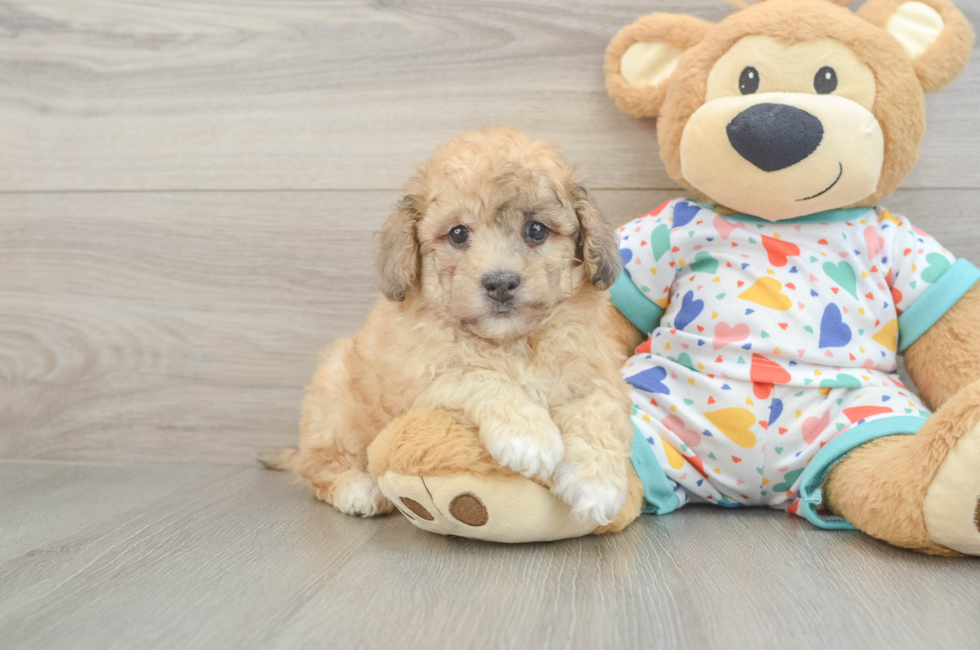 6 week old Havapoo Puppy For Sale - Premier Pups