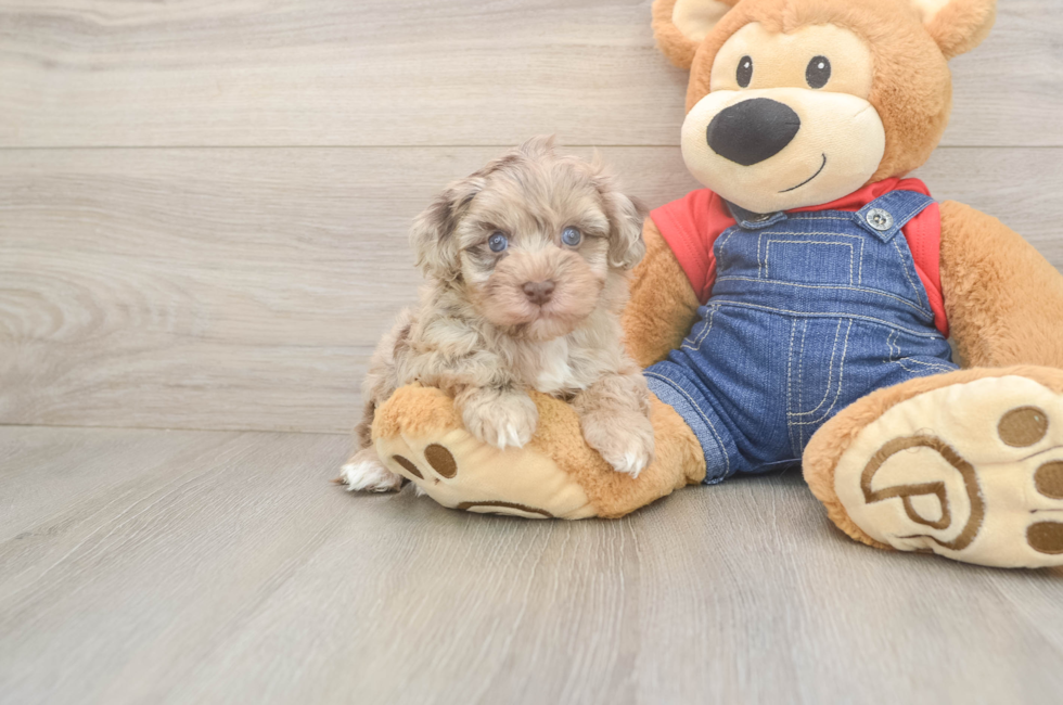 5 week old Havapoo Puppy For Sale - Premier Pups