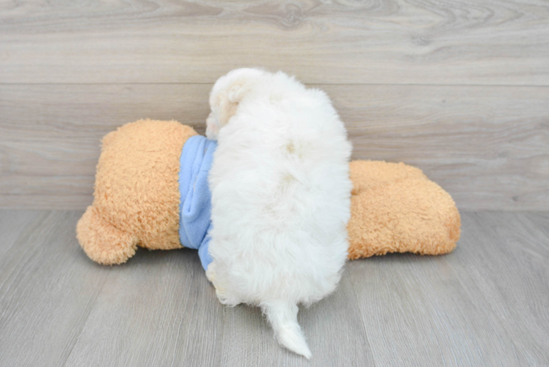 Meet Grant - our Havapoo Puppy Photo 2/3 - Premier Pups