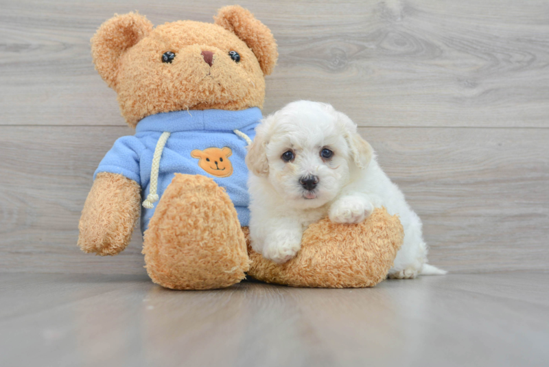 Meet Grant - our Havapoo Puppy Photo 3/3 - Premier Pups