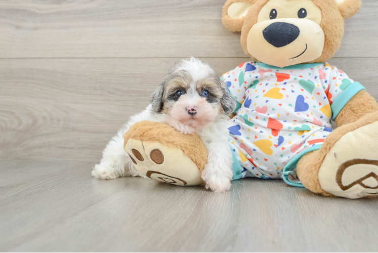 Havapoo Pup Being Cute