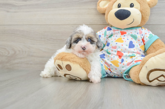 Havapoo Pup Being Cute