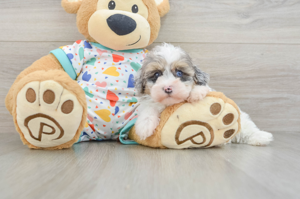 Sweet Havapoo Baby