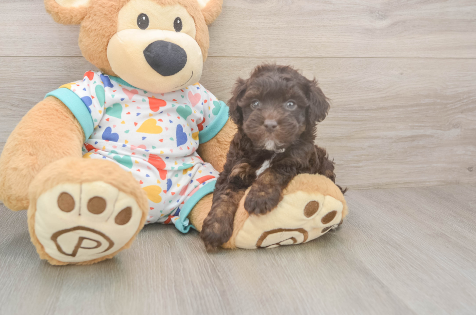 5 week old Havapoo Puppy For Sale - Premier Pups
