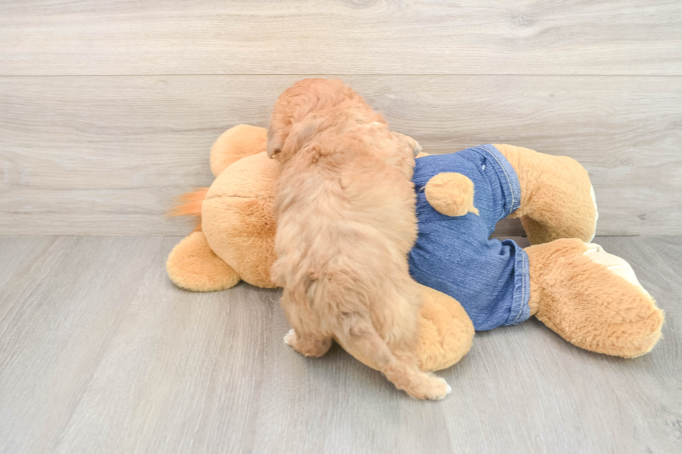 Havapoo Pup Being Cute