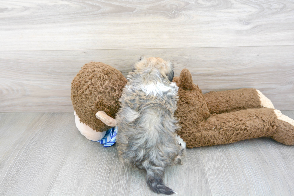 Hypoallergenic Havadoodle Poodle Mix Puppy