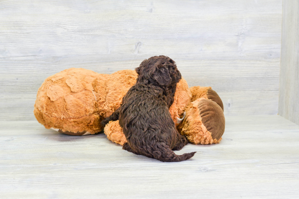 Funny Havapoo Poodle Mix Pup