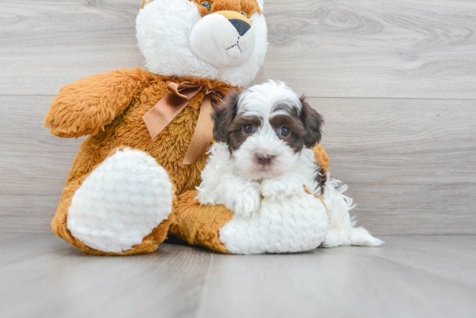 Havapoo Pup Being Cute