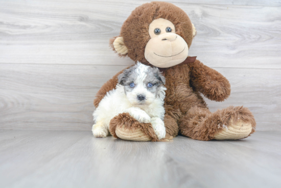 Funny Havapoo Poodle Mix Pup