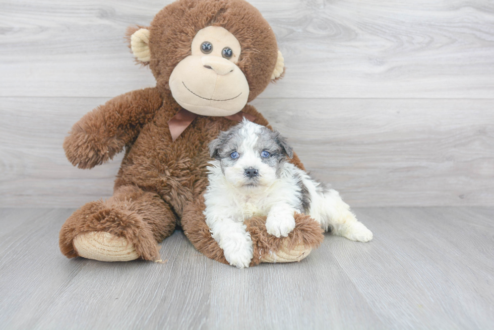 Smart Havapoo Poodle Mix Pup