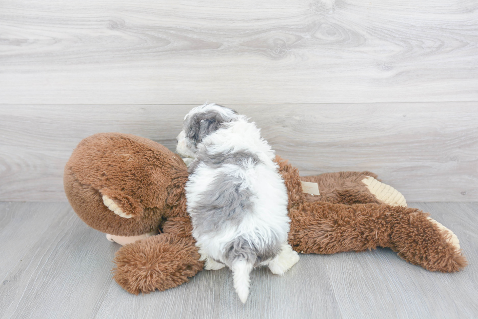 Hypoallergenic Havadoodle Poodle Mix Puppy