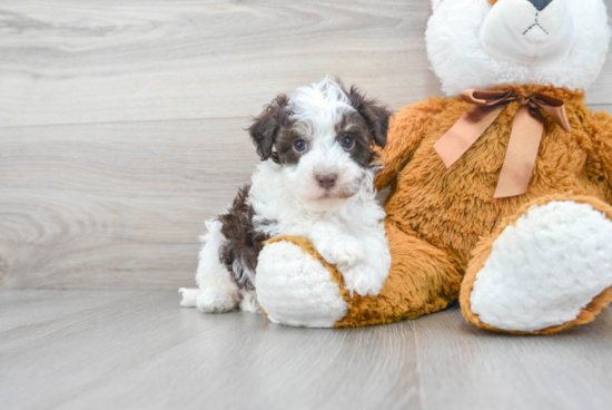 Funny Havapoo Poodle Mix Pup