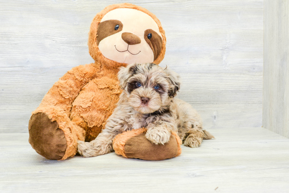 Hypoallergenic Havanese Poodle Mix Puppy