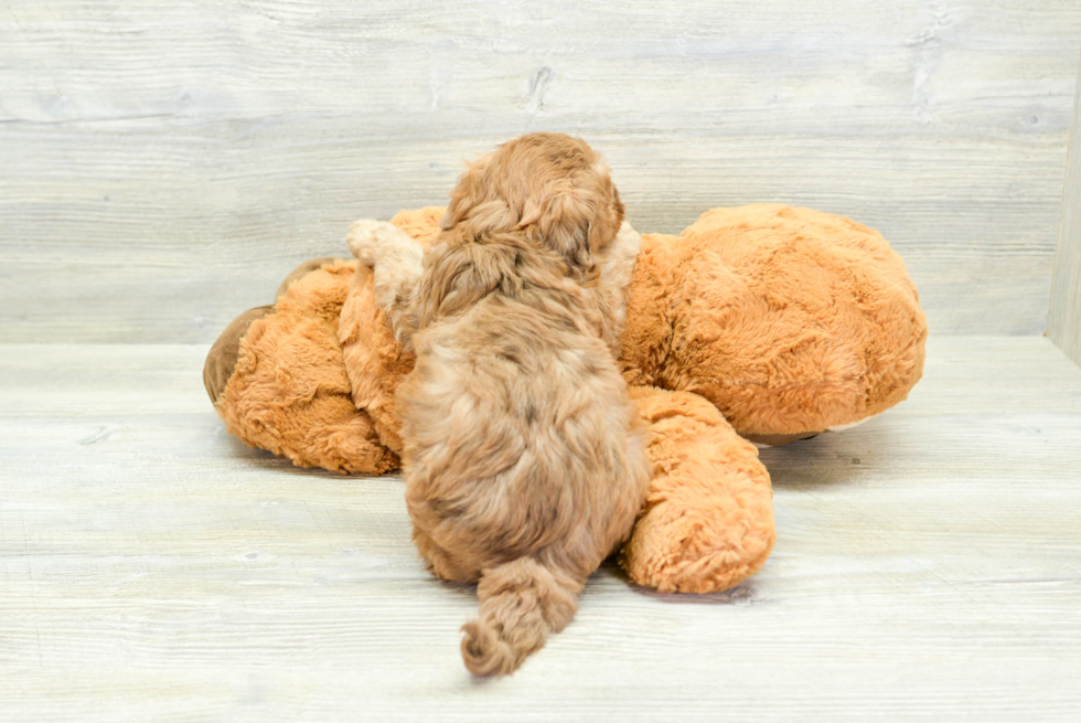 Adorable Havanese Poodle Mix Puppy