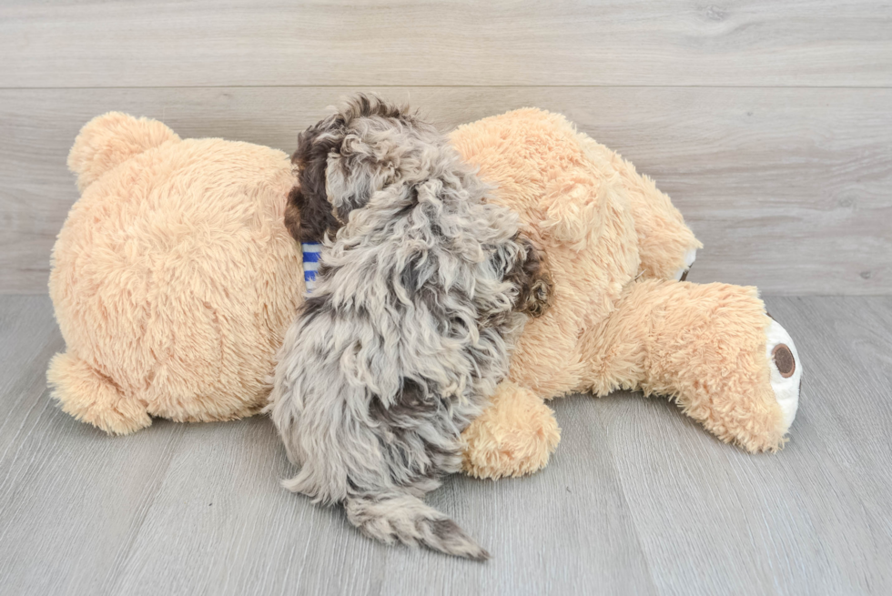 Playful Havadoodle Poodle Mix Puppy