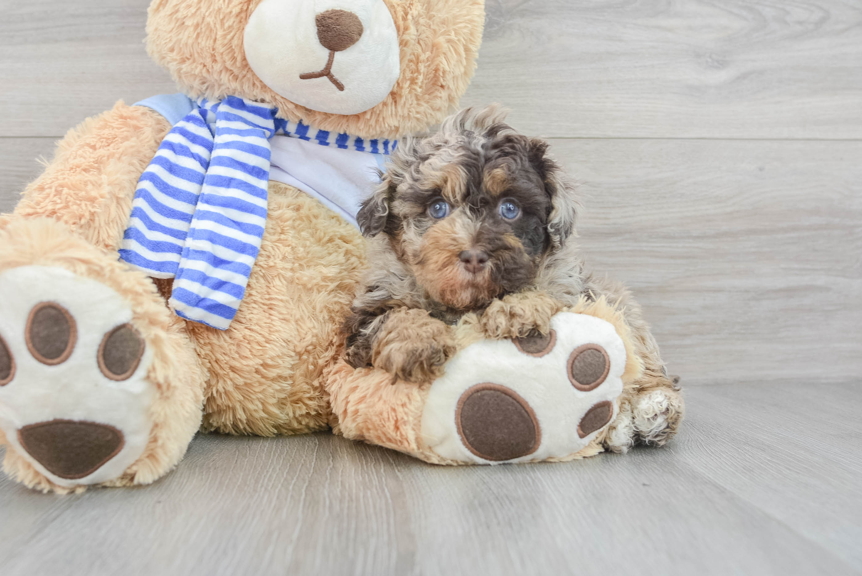 Fluffy Havapoo Poodle Mix Pup
