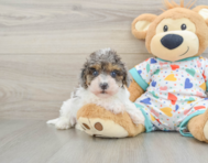 9 week old Havapoo Puppy For Sale - Premier Pups