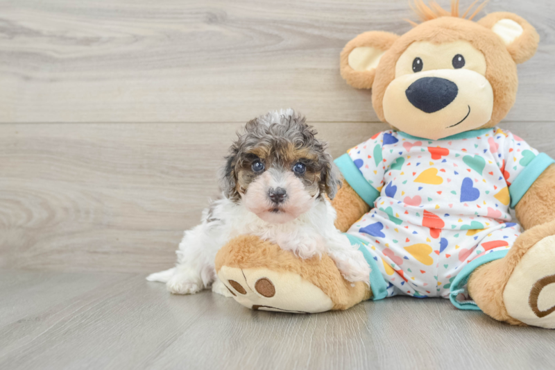Meet Guapo - our Havapoo Puppy Photo 1/4 - Premier Pups