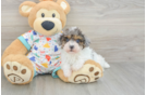 Playful Havadoodle Poodle Mix Puppy