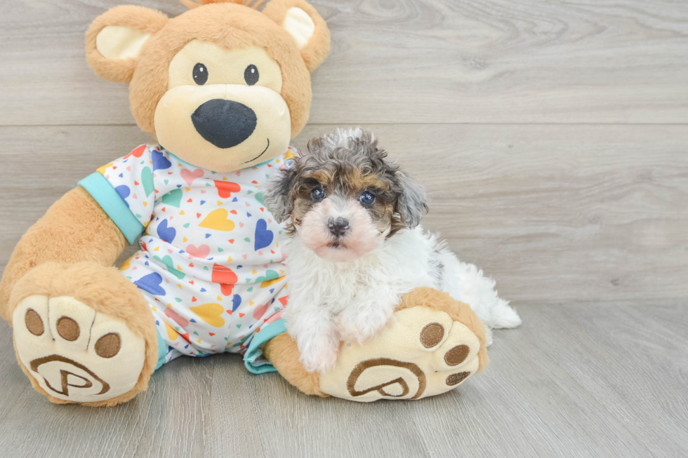 Playful Havadoodle Poodle Mix Puppy