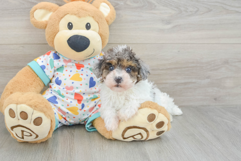 Meet Guapo - our Havapoo Puppy Photo 3/4 - Premier Pups