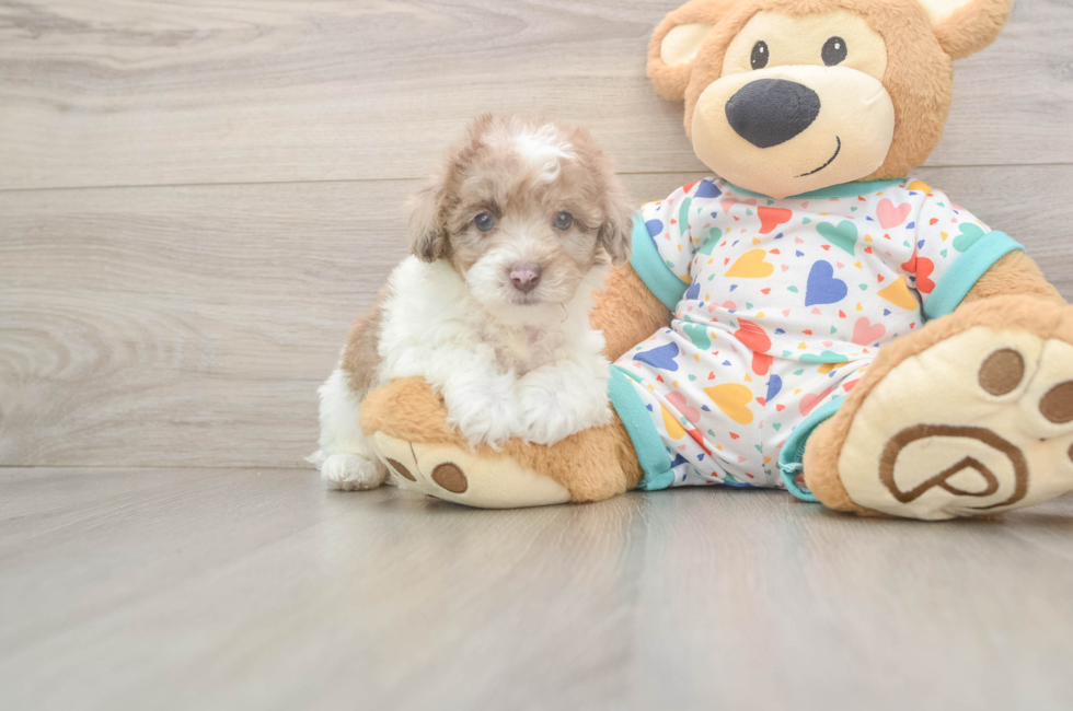 5 week old Havapoo Puppy For Sale - Premier Pups