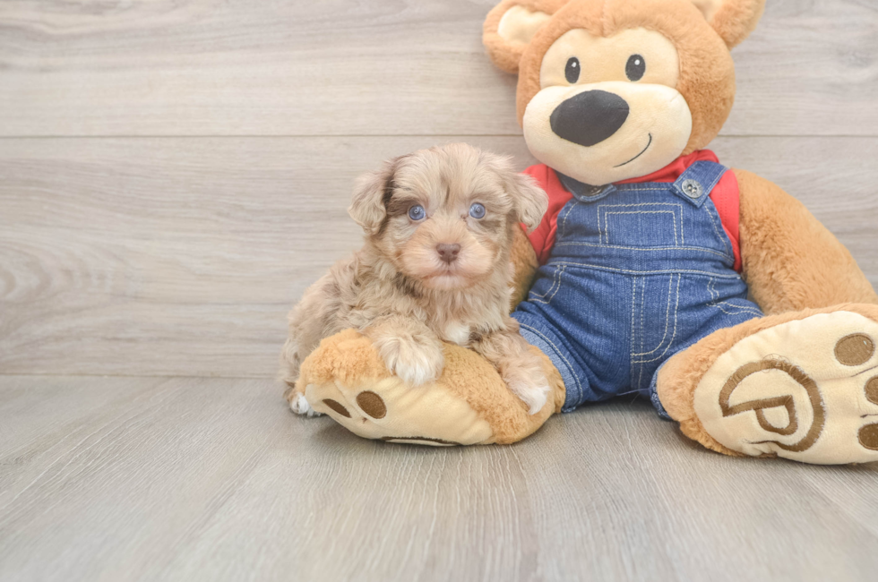 5 week old Havapoo Puppy For Sale - Premier Pups
