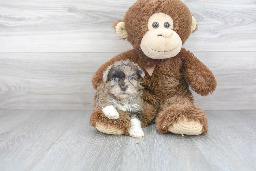 Fluffy Havapoo Poodle Mix Pup