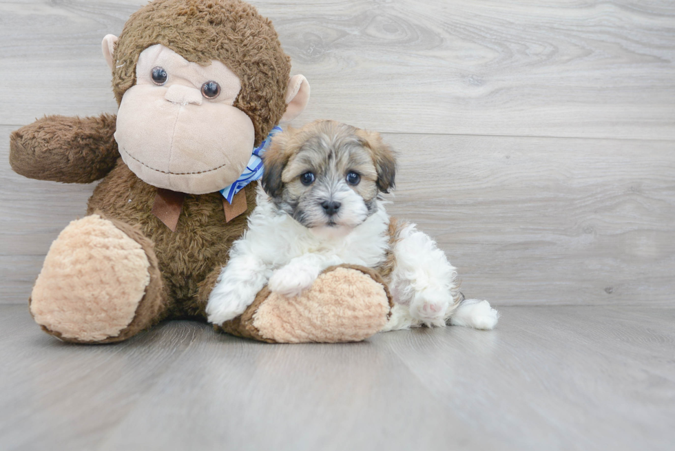 Adorable Havadoodle Poodle Mix Puppy