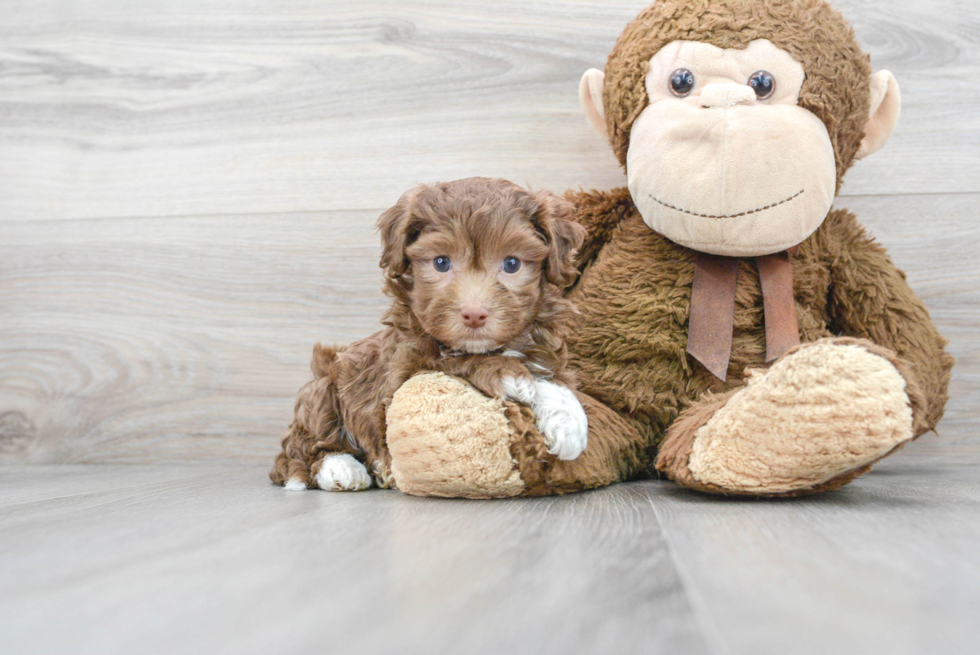 Popular Havapoo Poodle Mix Pup