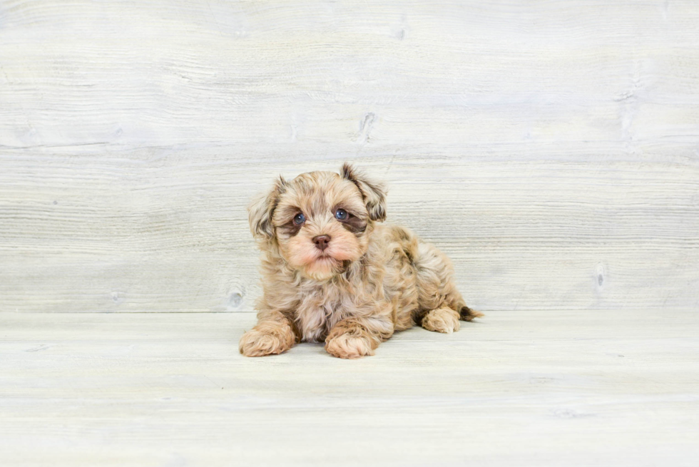 Hypoallergenic Havadoodle Poodle Mix Puppy