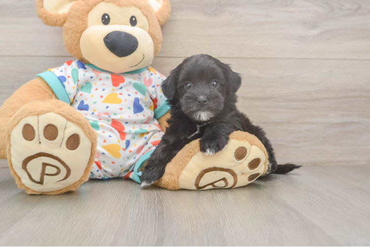 Happy Havapoo Baby