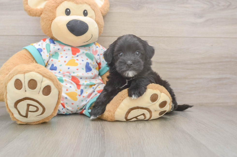 5 week old Havapoo Puppy For Sale - Premier Pups