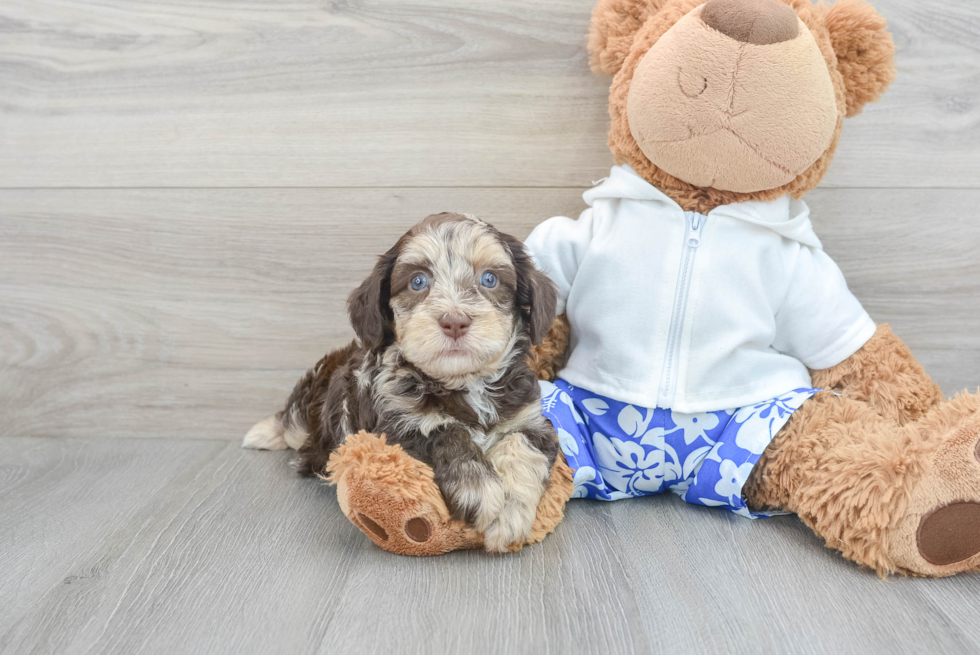 Fluffy Havapoo Poodle Mix Pup