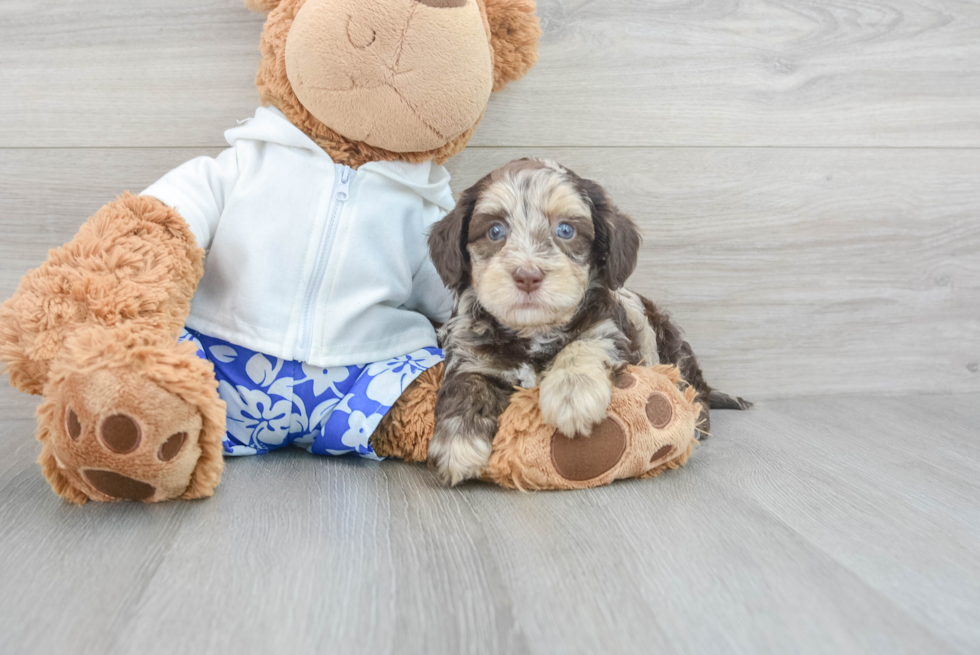 Smart Havapoo Poodle Mix Pup