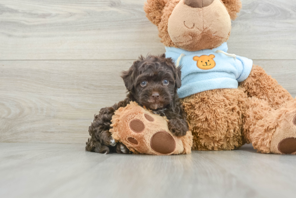 Fluffy Havapoo Poodle Mix Pup