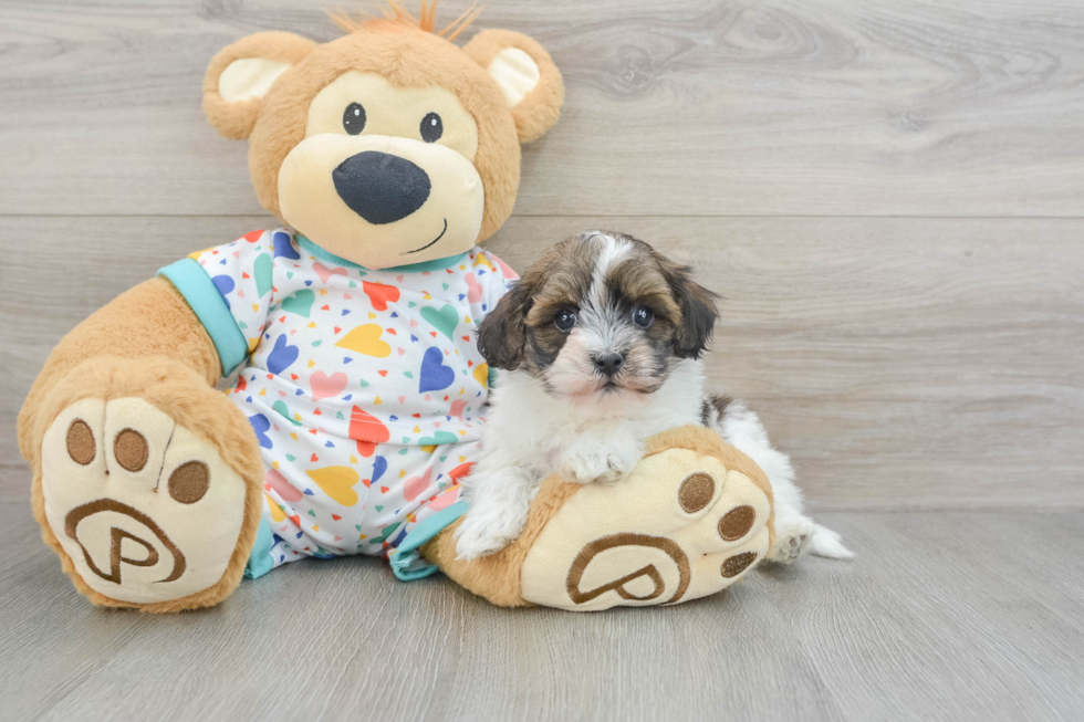 Energetic Havadoodle Poodle Mix Puppy