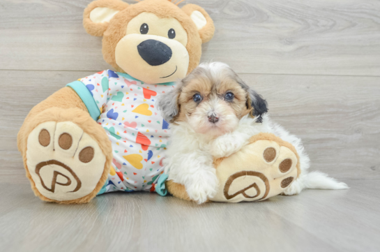 Havapoo Puppy for Adoption