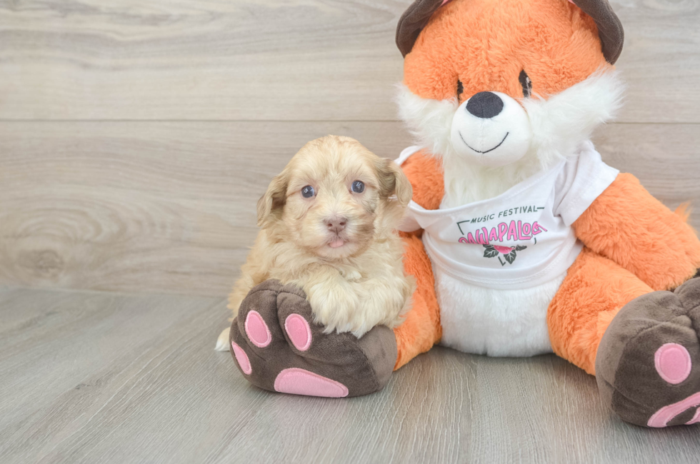 6 week old Havapoo Puppy For Sale - Premier Pups