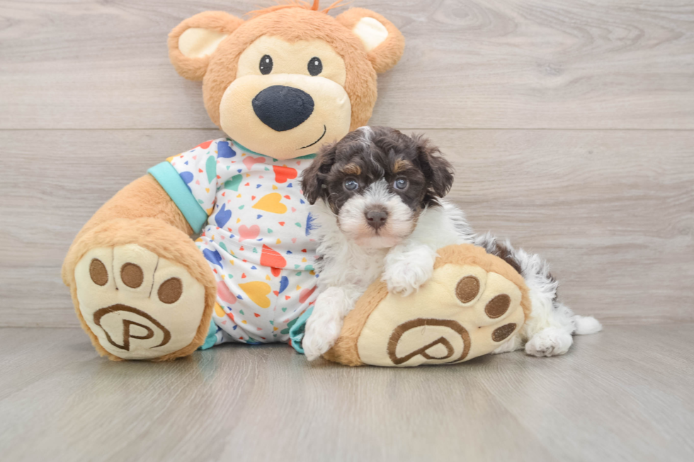 Best Havapoo Baby