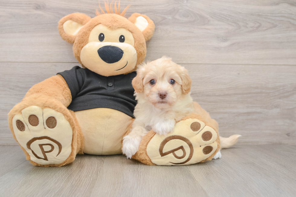 Best Havapoo Baby