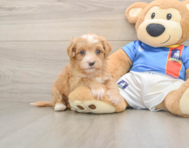 7 week old Havapoo Puppy For Sale - Premier Pups