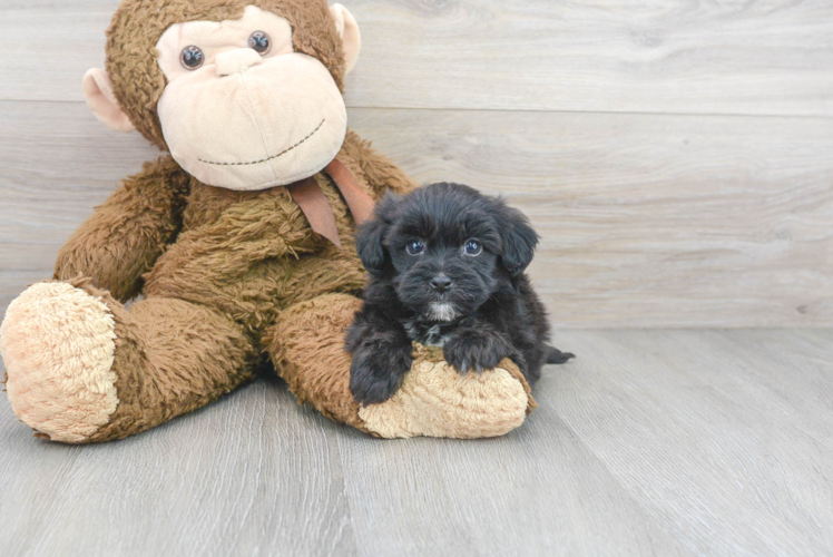 Popular Havapoo Poodle Mix Pup