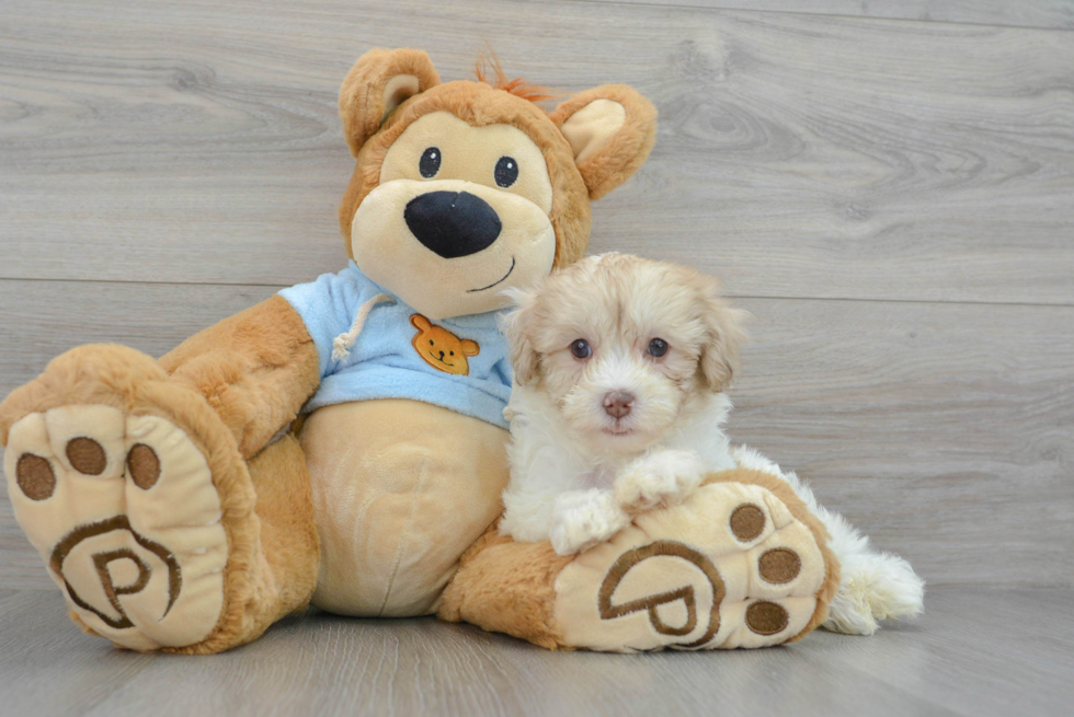 Fluffy Havapoo Poodle Mix Pup