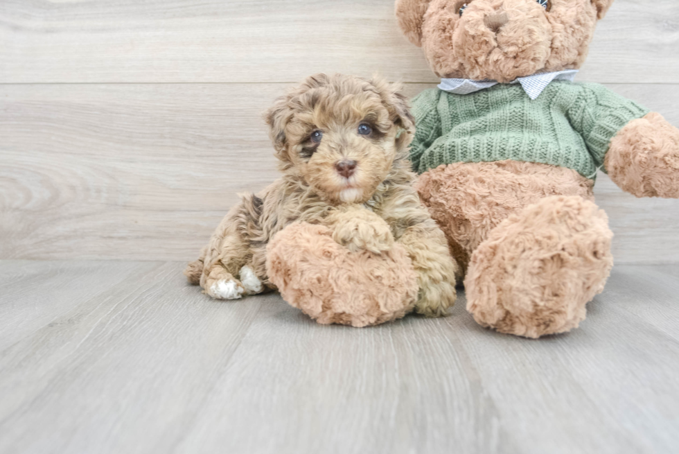 Havapoo Pup Being Cute