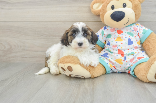 Havapoo Pup Being Cute