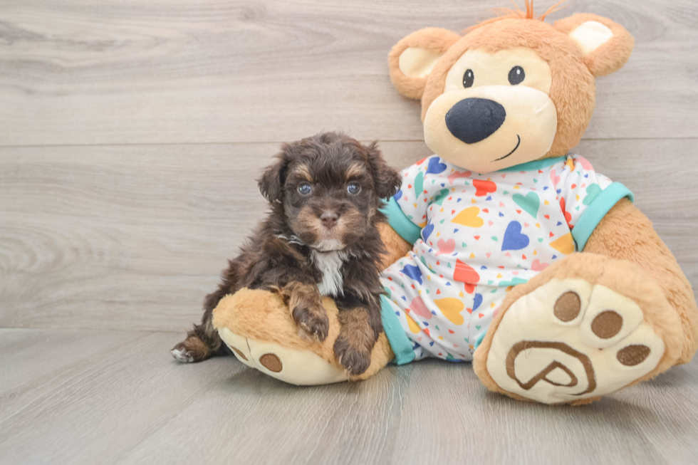 Fluffy Havapoo Poodle Mix Pup